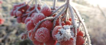 Weihnachten www.redaktion-lippstadt.de